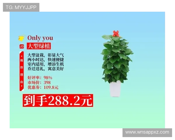 永利澳门发财树的最新优惠活动，助你轻松拥有幸运绿植